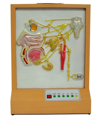 头面部自主神经分布电动模型——现代医学教学的理想教具